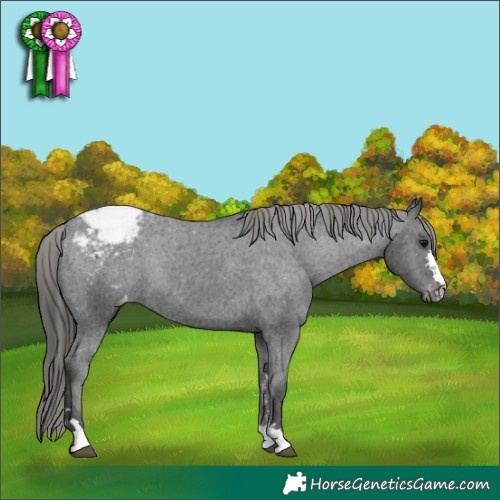 Horse Color:Black Appaloosa Rabicano 