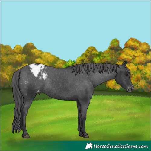 Horse Color:Black Appaloosa Rabicano 