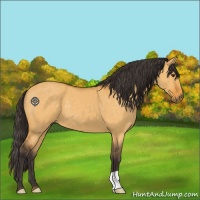 Horse Color:Buckskin Dun