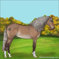 Horse Color:Silver Brown Dun