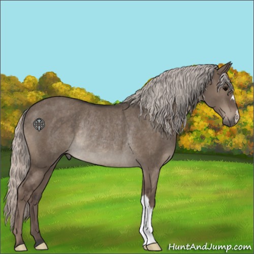 Horse Color:Silver Grullo Rabicano 