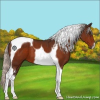 Horse Color:Silver Brown Tobiano