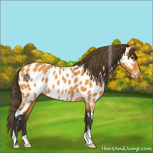 Horse Color:Buckskin Near Leopard Rabicano