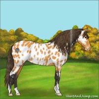 Horse Color:Buckskin Appaloosa Rabicano