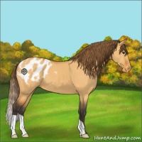 Horse Color:Buckskin Dun Appaloosa