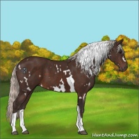 Horse Color:White Spotted Silver Brown Tobiano 