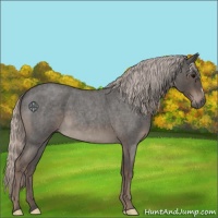Horse Color:Silver Blue Roan 