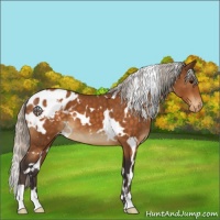 Horse Color:White Spotted Silver Buckskin Appaloosa 