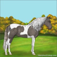 Horse Color:Silver Black Tobiano