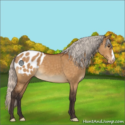 Horse Color:Silver Buckskin Dun Appaloosa 