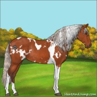 Horse Color:White Spotted Silver Brown Tobiano Rabicano