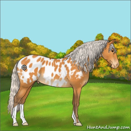 Horse Color:Silver Buckskin Blanket 