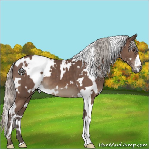 Horse Color:White Spotted Silver Black 