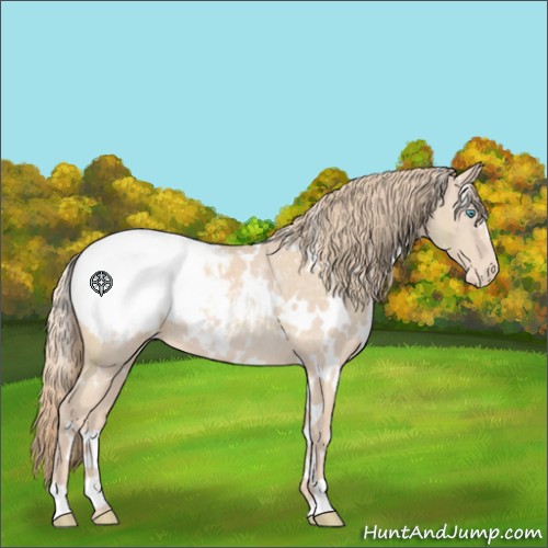 Horse Color:White Spotted Perlino Appaloosa Rabicano