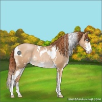Horse Color:White Spotted Buckskin Pearl Sabino