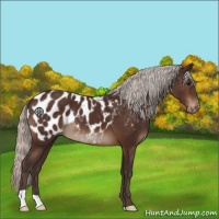 Horse Color:Silver Brown Blanket 