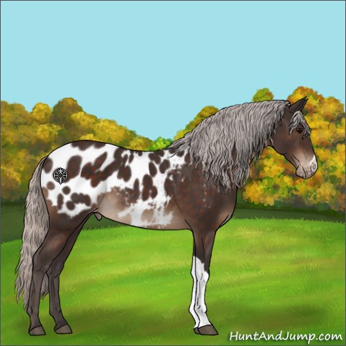 Horse Color:Silver Brown Appaloosa 