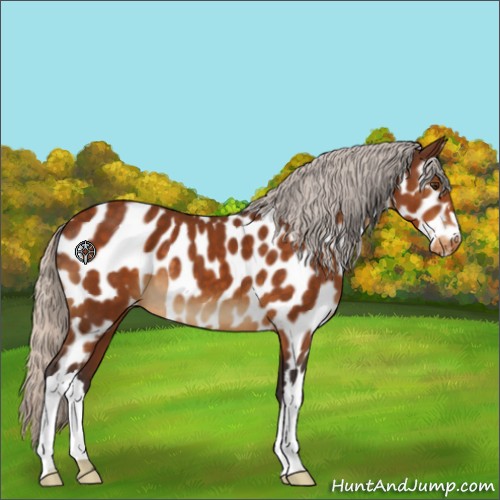 Horse Color:Silver Buckskin Near Leopard 