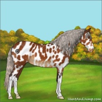 Horse Color:Silver Buckskin Near Leopard 