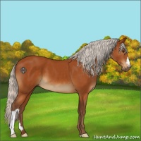 Horse Color:Silver Buckskin 