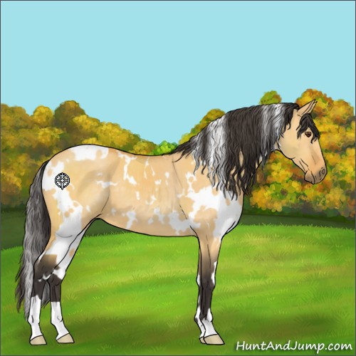 Horse Color:White Spotted Buckskin Dun 