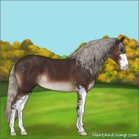Horse Color:Silver Brown Sabino
