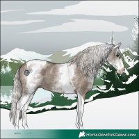 Horse Color:White Spotted Silver Grullo Tobiano