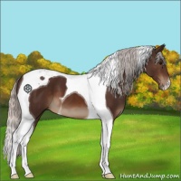 Horse Color:Silver Brown Tobiano 