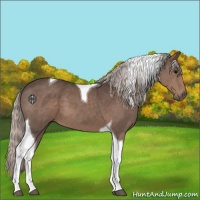 Horse Color:Silver Black Tobiano