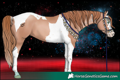 Horse Color:Gold Champagne Splash Tobiano