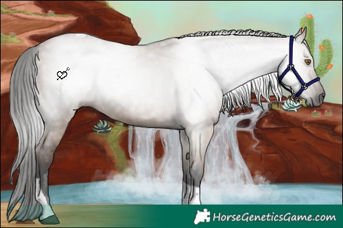 Horse Color:Gray Liver Red Dun Tobiano 