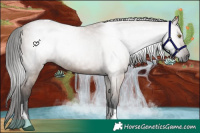 Horse Color:Gray Liver Red Dun Tobiano 