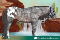 Horse Color:Brown Ice Appaloosa Rabicano