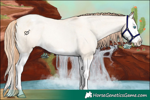 Horse Color:Buckskin Pearl Dun Splash Varnish Rabicano
