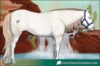 Horse Color:Buckskin Pearl Dun Splash Varnish Rabicano 