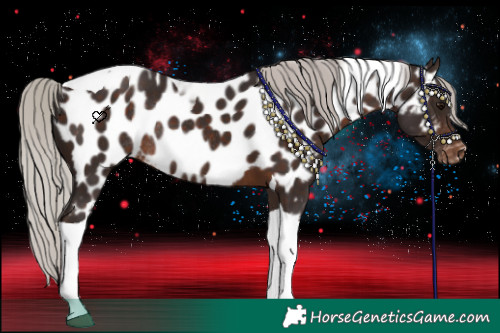 Horse Color:Silver Brown Tobiano Near Leopard Rabicano 