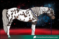 Horse Color:Silver Brown Tobiano Appaloosa Rabicano 