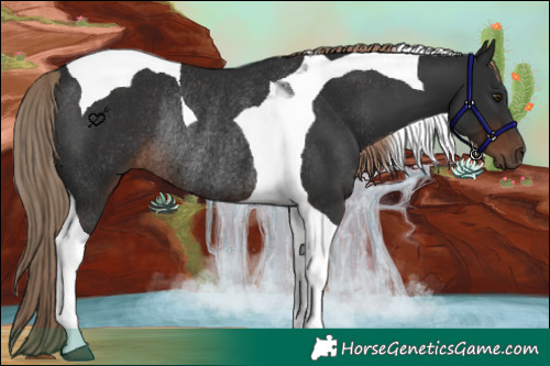 Horse Color:Liver Chestnut Tobiano Rabicano 