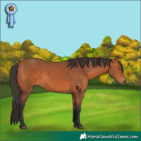 Horse Color:Bay 