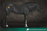Horse Color:Liver Chestnut Rabicano 