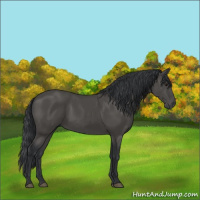 Horse Color:Black 