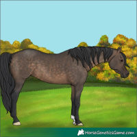 Horse Color:Brown Dun 