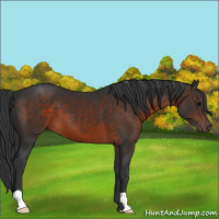 Horse Color:Brown 