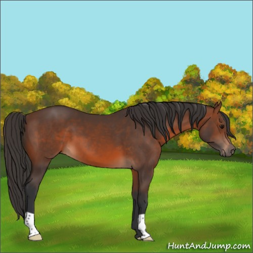 Horse Color:Brown 