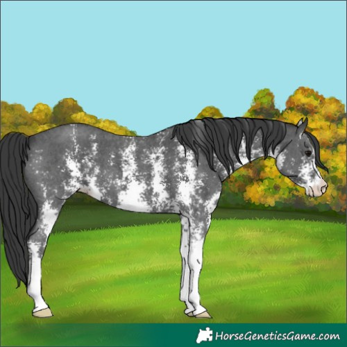 Horse Color:Black Sabino 