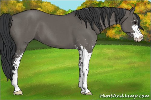 Horse Color:Grullo Sabino 