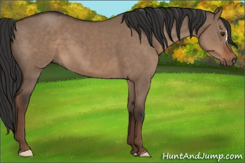 Horse Color:Liver Red Dun 