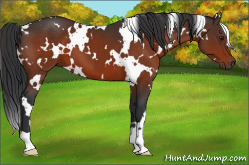 Horse Color:White Spotted Brown 