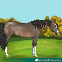 Horse Color:Brown Dun 