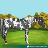 Horse Color:White Spotted Black Rabicano 